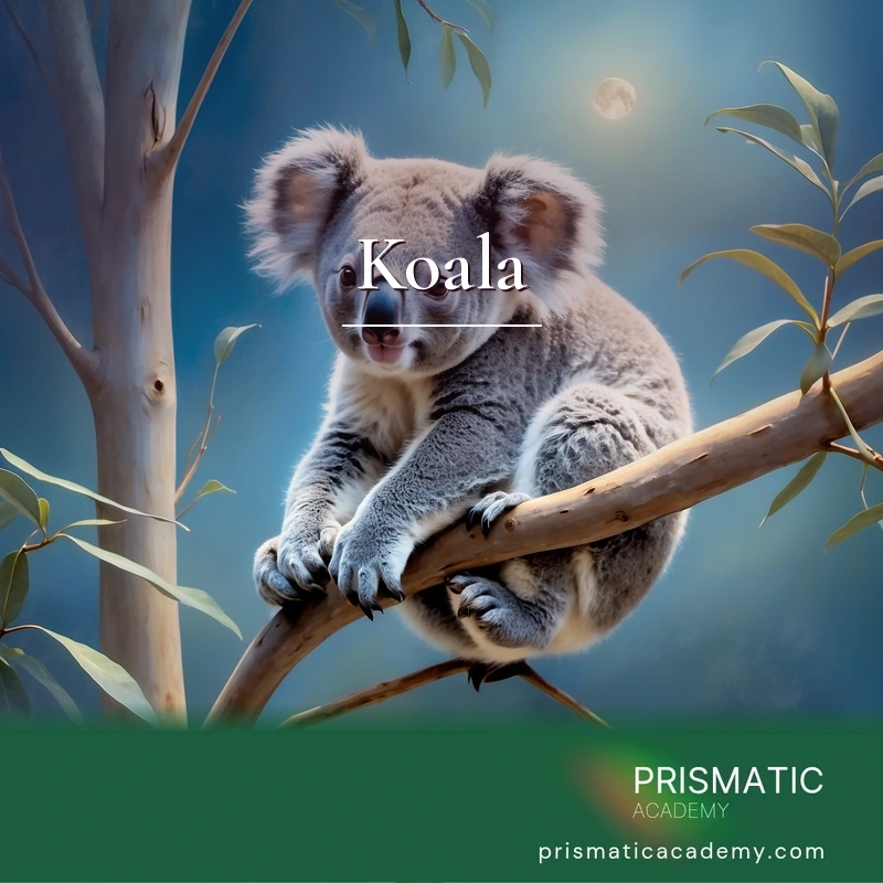 Koala